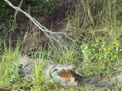 Dzień 4 - Uganda - safari w poszukiwaniu lwów, lampartów czy słoni